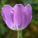 tulip_flower_violet_231297